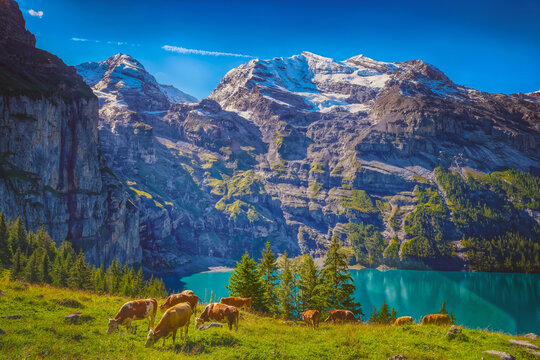 landscape with lake and mountains - Follow the hiking trails standing above Oschinensee where the Swiss cows grazing on the high meadows on a wonderful sunny day