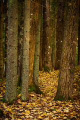 Clourful leaves in the autumn forest