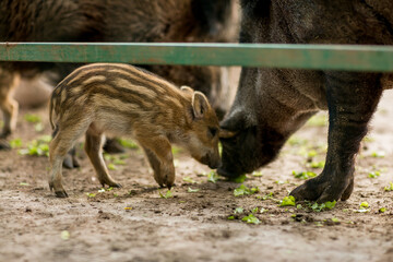 piglets of wild boars in a cage