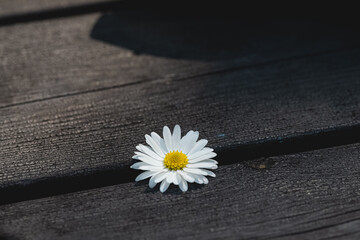 Obraz premium Close up of daisy on a wooden table