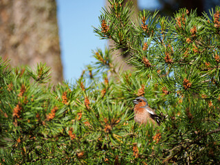 Chaffinch perched on a pine branch