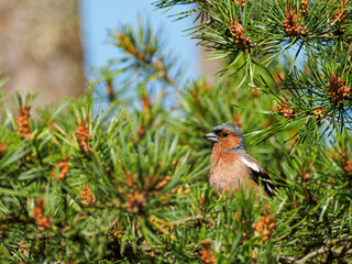 Chaffinch perched on a pine branch