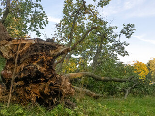 Old oak tree, named as Nature's monument, felled by autumn storm, lies and decays on a lawn in a park