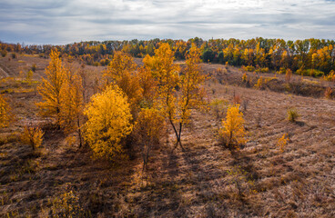 top view of the trees with red autumn foliage growing near the hill