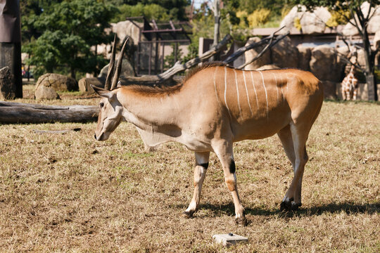 よこはま動物園ズーラシア・神奈川県、日本