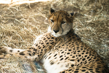 よこはま動物園ズーラシア・神奈川県、日本