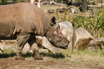 Naklejka premium よこはま動物園ズーラシア・神奈川県、日本