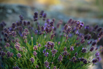 Fototapeta premium Partially illuminated lavender flowers growing in the garden