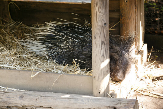よこはま動物園ズーラシア・神奈川県、日本