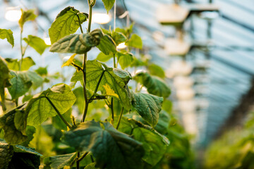 
cucumber leaves in an industrial greenhouse