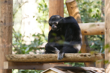 よこはま動物園ズーラシア・神奈川県、日本