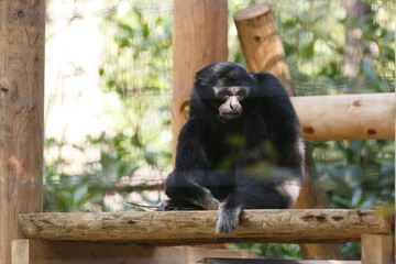 よこはま動物園ズーラシア・神奈川県、日本
