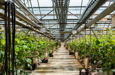 
cucumber leaves in an industrial greenhouse