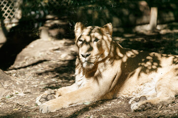 よこはま動物園ズーラシア・神奈川県、日本