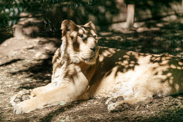 よこはま動物園ズーラシア・神奈川県、日本