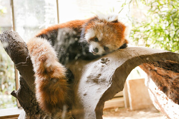 Obraz premium よこはま動物園ズーラシア・神奈川県、日本