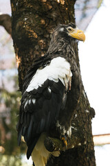 よこはま動物園ズーラシア・神奈川県、日本
