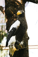 よこはま動物園ズーラシア・神奈川県、日本