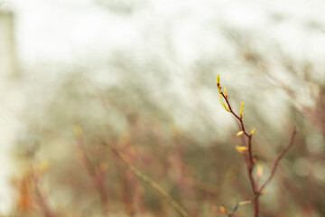 
branches with buds on the street