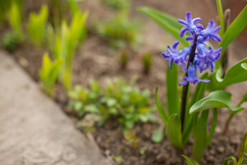 
flowers in the flowerbed
