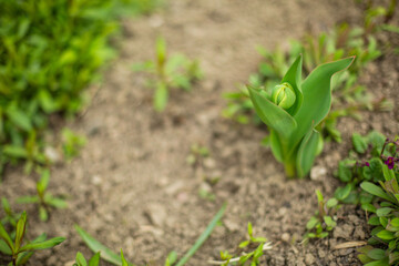 
flowers in the flowerbed
