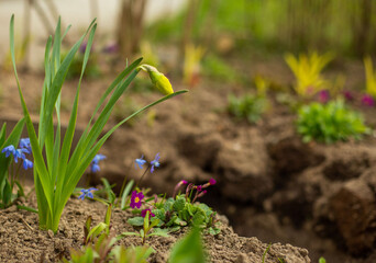 
flowers in the flowerbed
