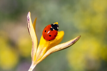 Ladybug and flower on a green background