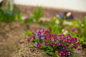 
flowers in the flowerbed

