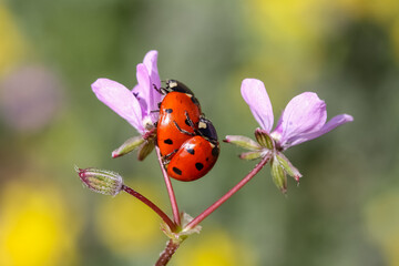 Ladybug and flower on a green background
