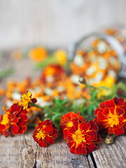 Fresh red flowers of black marigolds on a wooden background with a jar of dried flowers. The benefits of medicinal herbs.