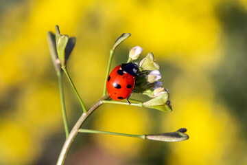Ladybug and flower on a green background