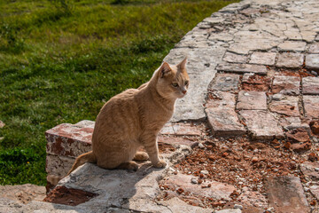 beautiful ginger cat in the ruins