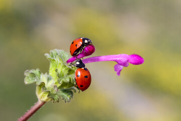 Ladybug and flower on a green background