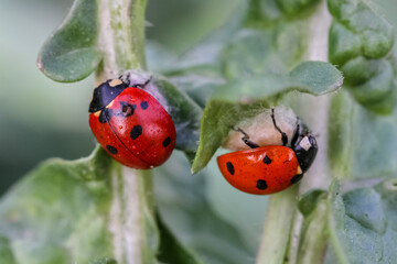 Ladybug and flower on a green background