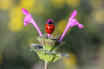 Ladybug and flower on a green background