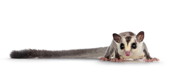 Adorable Sugar Glider aka Petaurus breviceps, standing facing front, looking straight to camera...