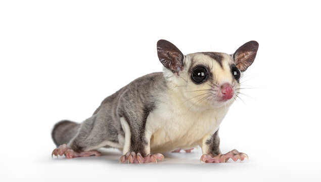 Close up of adorable Sugar Glider aka Petaurus breviceps, standing facing front, looking straight to camera showing both eyes. Isolated on white background.