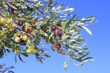 Olives on olive tree branch in the outskirts of Athens in Attica, Greece.