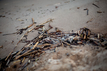 sticks in the sand