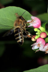 Biene, Honigbiene, Schneebeere, Blüte, Syphoricarpos albus, Thueringia, Deutschland, Europa   --
Bee, Honeybee, Snow-Berry, Blossom, Syphoricarpos albus, Thueringia, Germany, Europe