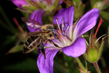 Biene, Honigbiene, Apis mellifera, Waldweidenroeschen, Deutschland, Europa ---
Bee, honey bee, Apis mellifera, forest fireweed, Thueringia Germany, Europe