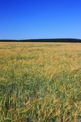 Golden ears of wheat in the field