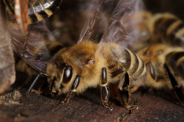 Andrang am Eingang der Bienenbeute. Thueringen, Deutschland, Europa  --  
Crowds at the entrance to...
