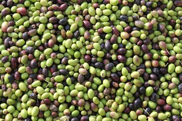 Harvested olives unloaded from truck to press hopper in olive oil mill in the outskirts of Athens in Attica, Greece.