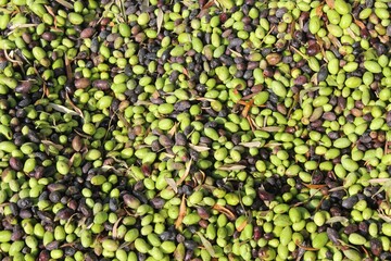 Harvested olives unloaded from truck to press hopper in olive oil mill in the outskirts of Athens in Attica, Greece.