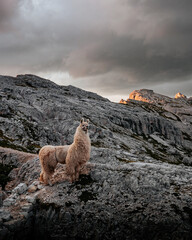 Wunderbares Bergpanorama mit Lama.