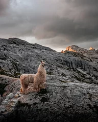 Foto auf Alu-Dibond Wunderbares Bergpanorama mit Lama. © Karl