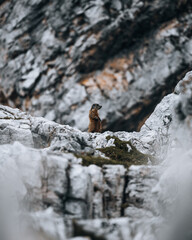 Murmeltier in den Dolomiten.
