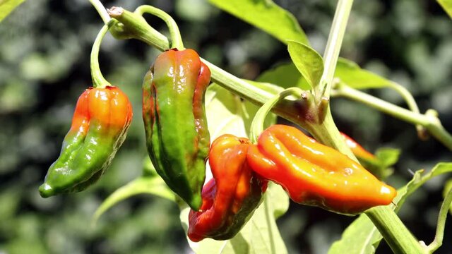 Hot peppers grow in the garden. A gradually focusing on the growing chilli paprika.
