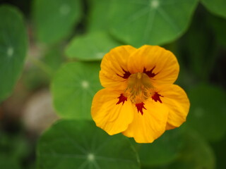 close-up yellow nasturtium flower in garden